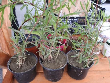 Zelemenjava prvič na Razkrižju 8